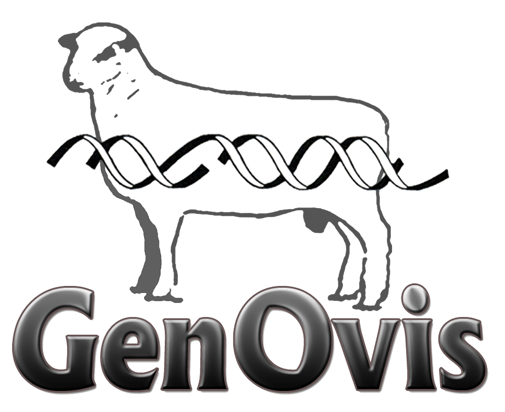 GenOvis sansfond B