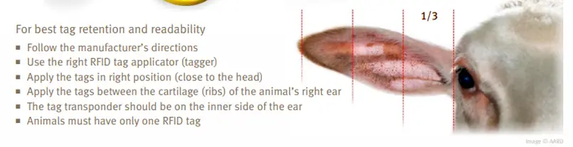 How to tag Sheep Alberta Lamb Producers