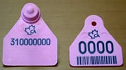 PINK Plastic Allflex dangle tag