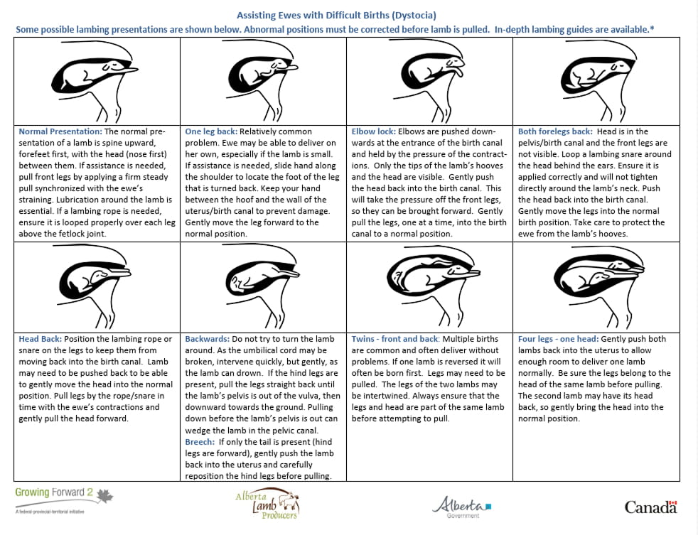 Assisting Ewes with Difficult Birth Alberta Lamb producers (1)
