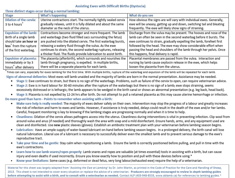 Assiting Ewes with difficult birth Alberta Lamb Producers page 2 (1)