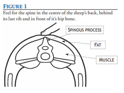 Body Condition Scoring figure 1