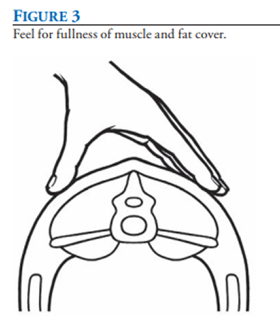 Body Condition Scoring figure 3