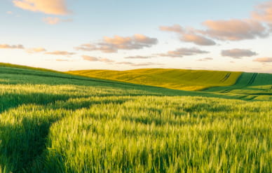 Green Hill Alberta Lamb Producers (1)