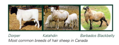 Most common breeds of hair sheep in Canada (1)