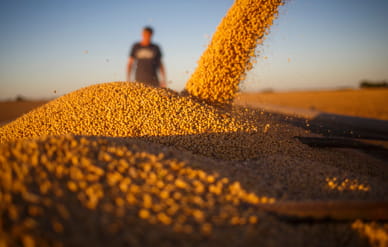 Processed agriculture grains Alberta Lamb Producers (1)