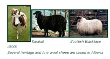 Several heritage and fine wool sheep in Alberta (1)