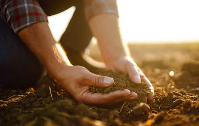 Soil in hand Alberta Lamb Producers (1)