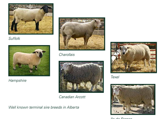 Well know Terminal Sires breed in Alberta Alberta Lamb producers (1)